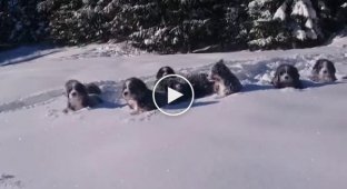 We are not looking for easy ways. Cheerful puppies make their way through large snowdrifts