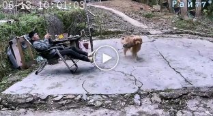 The dog brought his owner a wasp's nest