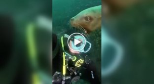 Суворі і не дуже жителі морів та океанів