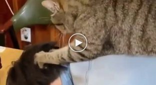 Кот массажист исправит Ваше уставшее состояние