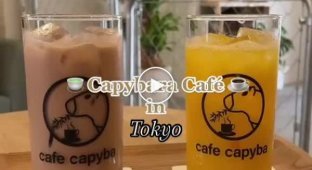 Кафешка мечты: в Токио открылось заведение, где повсюду бегают капибары, которых можно трогать