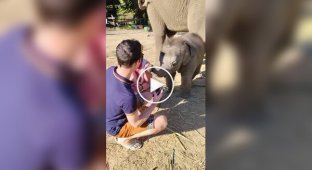 In Thailand, a baby elephant tried to hug a tourist, but miscalculated his strength and accidentally knocked her to the ground