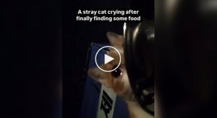 Street cat cried when he ate for the first time in a long time