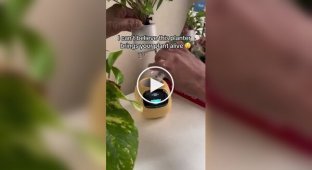 Smart flower pot
