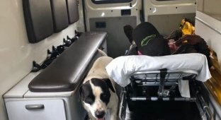 Верные собаки сопровождали хозяина в "скорой помощи" (6 фото)