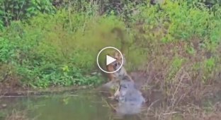 Крокодил напугал тигра