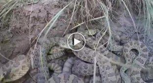 С помощью камеры, парень заснял логово ядовитых змей