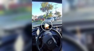 A parrot loves to sit on the steering wheel of its owner's car