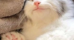 Прикольные картинки. Выпуск 3520