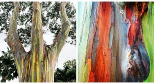 Pranks of nature: the most colorful tree in the world (10 photos + 1 video)