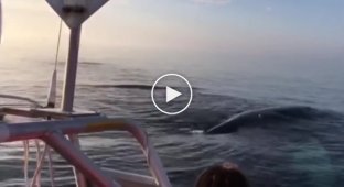 Сразу три кита всплыли у лодки с туристами, а затем один за другим выпрыгнули из воды