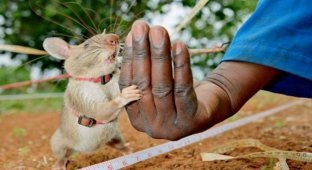 Огромная крыса показывает хозяину своего новорожденного детёныша (5 фото + 3 видео)