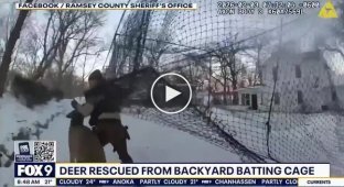 Fight for freedom: A deer got entangled in a net on a sports ground