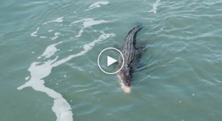 A crocodile caught a shark off the coast of Australia