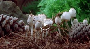 Американский миколог снял красивое видео из леса