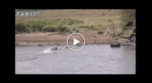 Антилопа, убежавшая от трех крокодилов, угодила в засаду, устроенную львицей в Кении - видео