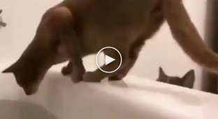 The treacherous cat threw his fellow cat into his owner's bathtub