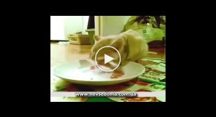 Как котенок очень интересно ест :)