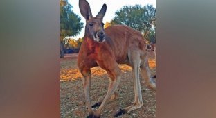 В Австралии появился король: двухметровый качок-кенгуру (7 фото + 1 видео)