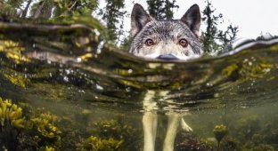 Познакомьтесь с редкими морскими волками, которые живут возле океана и плавают в нем часами (17 фото)