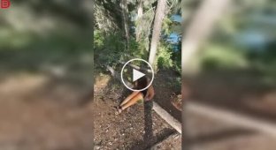 Поход в кустики обернулся незапланированным спуском со склона