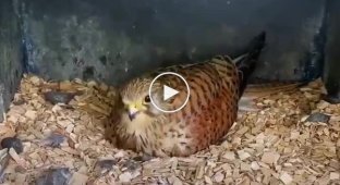 Kestrel chicks maturing