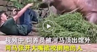 A hippopotamus chased a Chinese man and was caught on video at the zoo
