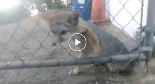 Спасение койота который застрял в заборе
