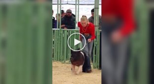 What does a pig herding competition look like?