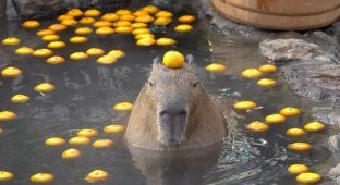 Capybara: Why does everyone want to be friends with this rodent? After all, kindness and peace seem to contradict the laws of nature (13 photos)
