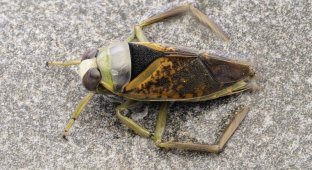 Water wasp: a small reason to be careful in wild bodies of water (9 photos)