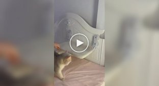 Owner prepares pet for bed