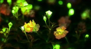 China is developing glowing plants for cities (2 photos + video)