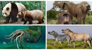 Занимательная палеонтология: вымершие виды и их современные родственники (22 фото)