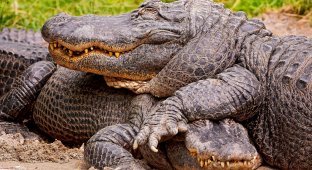 Крокодилля галявина: чому рептилії терплять один одного, а не намагаються розірвати на шматки? (6 фото)