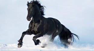 Лошади, от красоты которых перехватывает дыхание (15 фото)
