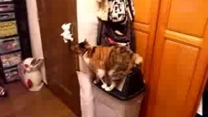 Кот научился открывать себе дверь