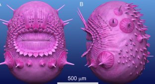Not a potato or a microbe: scientists have found a strange predator from the Cambrian period (6 photos)