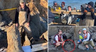 “It's like winning the Paleontology World Cup”: A family found a 12-million-year-old whale skull on the shore (4 photos + 1 video)