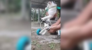 Інвалідний візок для кота