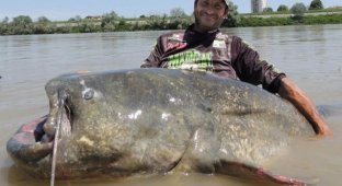 Here is the catch: the longest catfish in the world will be caught in Italy (3 photos)