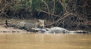 Схватка между ягуаром и кайманом в Бразилии (8 фото)
