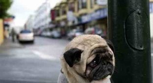 Самый грустный пес в мире (3 фото)