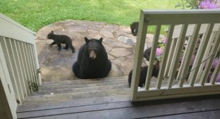 Мужчина спас медведицу, а та через несколько лет привела своих детей к нему домой (8 фото)