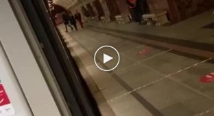 В московском метро заметили южноамериканскую альпаку