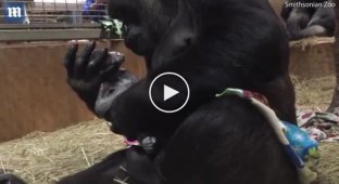 Gorilla hugs and kisses her newborn baby