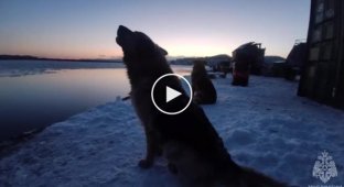 Rescuers reunite dog family in Kamchatka