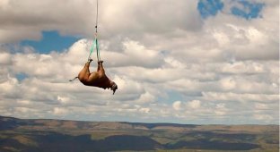 Why in Africa they hang rhinos by their legs and ride in a helicopter (6 photos + 1 video)