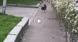 Бій собаки з щуром