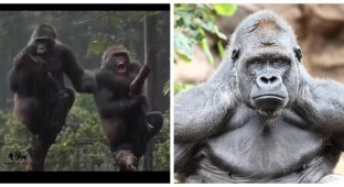 I was offended! from the animal world (2 photos + 1 video)